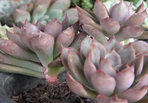  植物養(yǎng)護(hù)