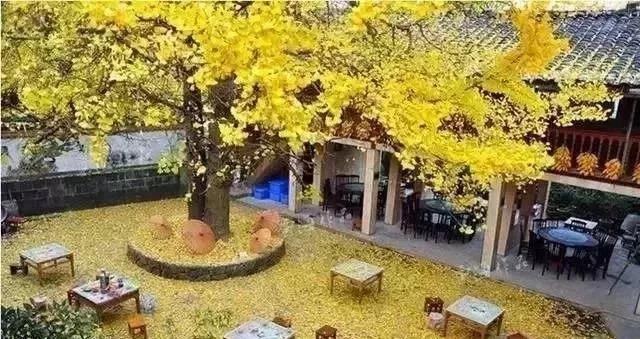 庭院景觀設(shè)計中常用的綠化景觀樹有哪些